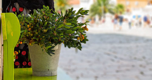 Close-up of green leaves