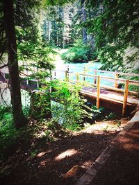 Plants growing on tree trunk