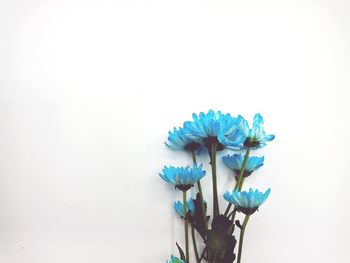 Close-up of purple flowers in vase against white background