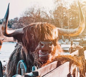 Close-up of highland cattle standing outdoors