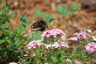 Close-up of butterfly on pink flower