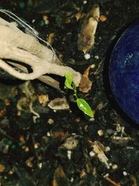 High angle view of turtle in water