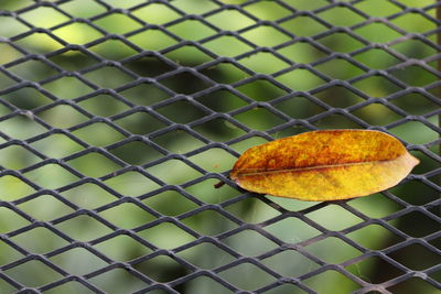 Close-up of metal fence against yellow leaf