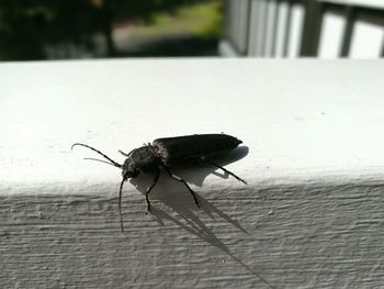 Close-up of insect on leaf