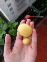 Close-up of hand holding fruits