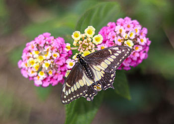 Close-up of butterfly pollinating on pink flower