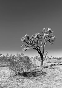 Bare tree on field against clear sky