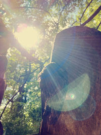 View of a sunlight through a tree