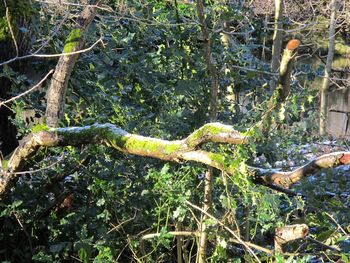 Lizard on tree