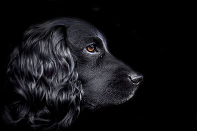 Close-up of dog against black background