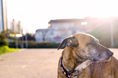 Close-up of dog outdoors