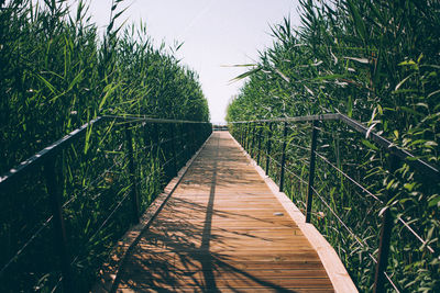 Boardwalk amidst plants on field against sky