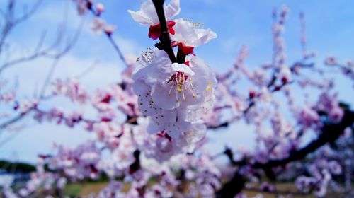 Close-up of cherry blossom