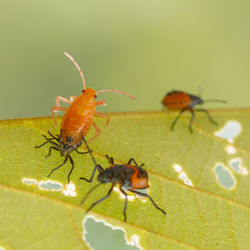 Close-up of ant on leaf