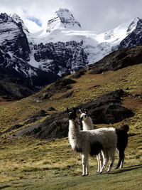 View of a sheep on mountain