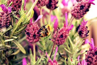 Close-up of bee pollinating on pink flower