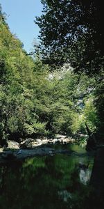 Scenic view of lake in forest