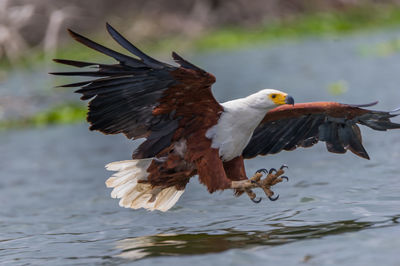 Close-up of eagle flying against blurred background