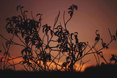 Close-up of silhouette tree against sky at sunset