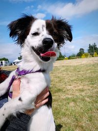 Dog on field against sky