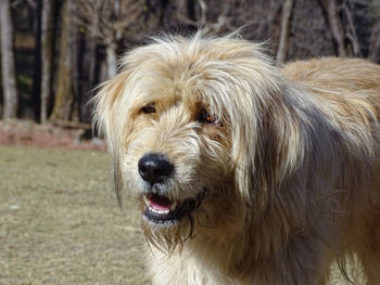 Close-up portrait of dog