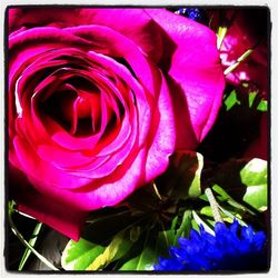 Close-up of pink flowers