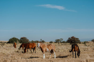 Horses in a field