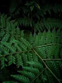 Full frame shot of fern leaves