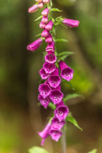 Close-up of purple flowers