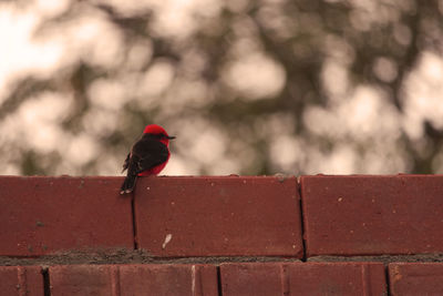Close-up of bird perching on retaining wall