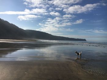 Side view of dog standing at beach against sky