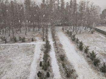 Snow covered road amidst trees in forest