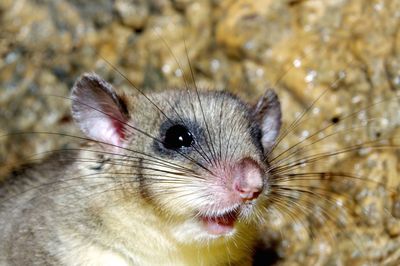Close-up of mouse