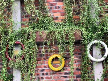 Ivy growing on wall of building