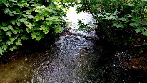 Trees growing in water