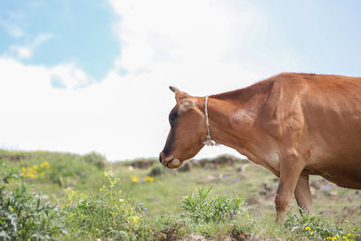 Horse standing on field against sky