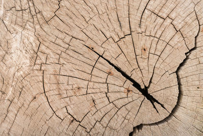 Full frame shot of tree stump