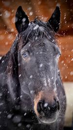 Close-up of a horse