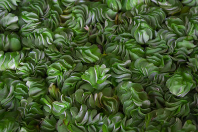 Full frame shot of fresh green plants