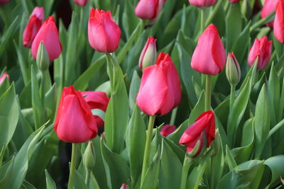 Close-up of pink tulips