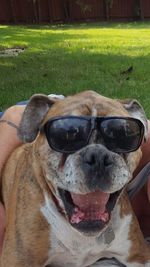 Dog on sunglasses