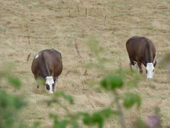 Sheep grazing on field