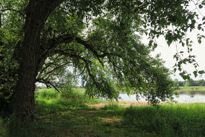 Trees in forest