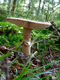Close-up of plant growing in forest