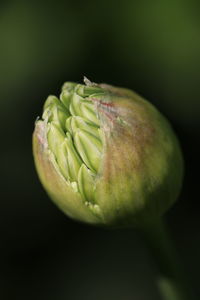 Close-up of green fruit against black background