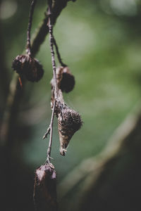 Close-up of dead plant hanging on twig