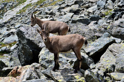 Sheep standing on rock