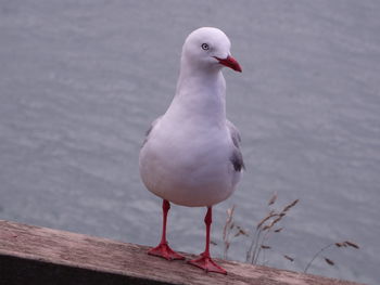 Close-up of bird perching on water