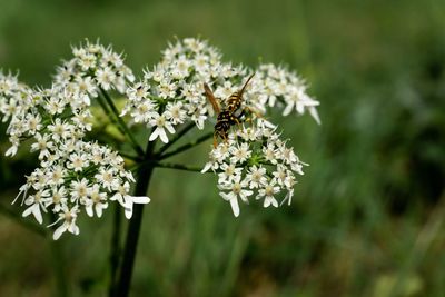 Close-up of bee pollinating flowers