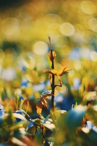 Close-up of flowering plant